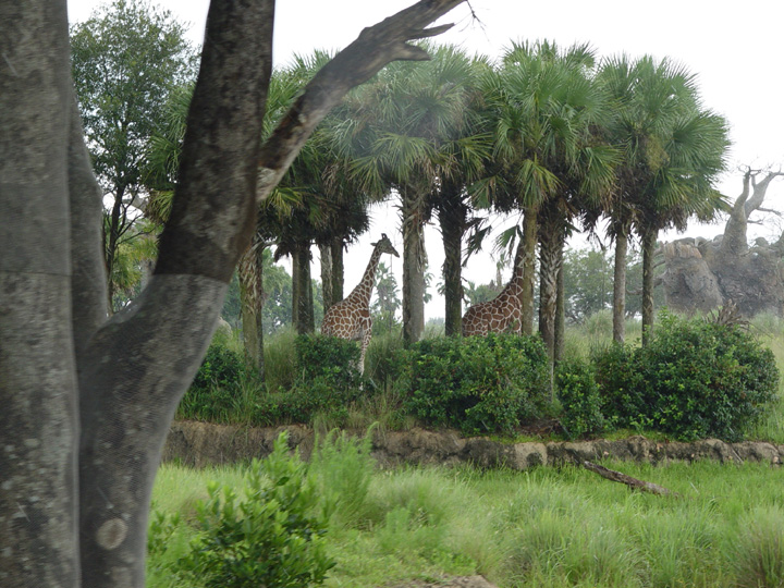 WDW03(72).JPG
